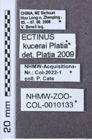 Etiketten zu Propsephus semirufus (NHMW-ZOO-COL-0010133)